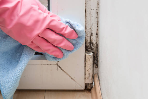 Best Residential Mold Removal  in Lewisport, KY